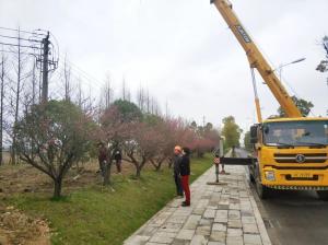  外環(huán)線道路景觀工程二、三標段進行補植復綠工作